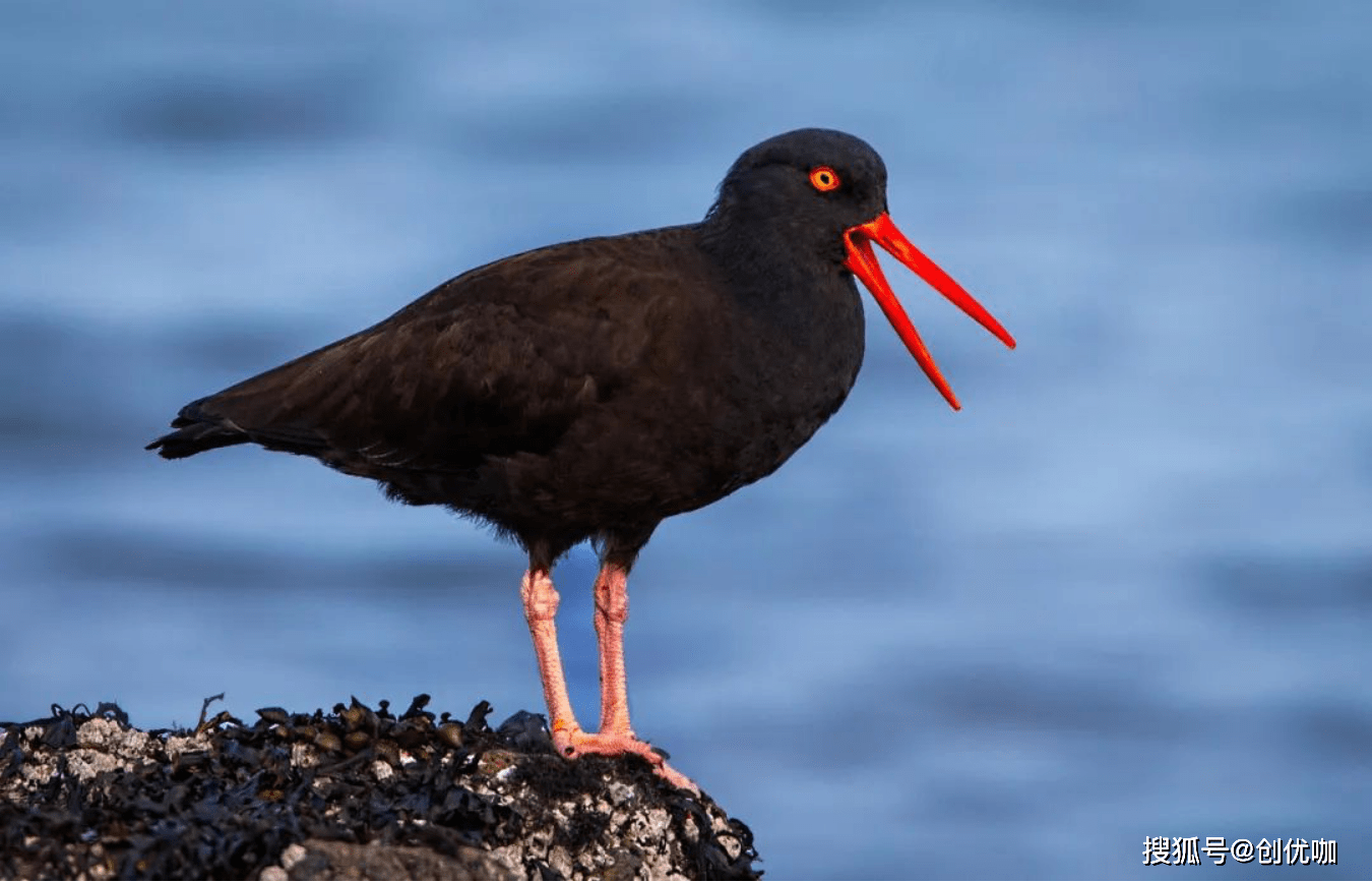 包含布莱顿重新崭露头角，挑战传统豪强势如破竹的词条