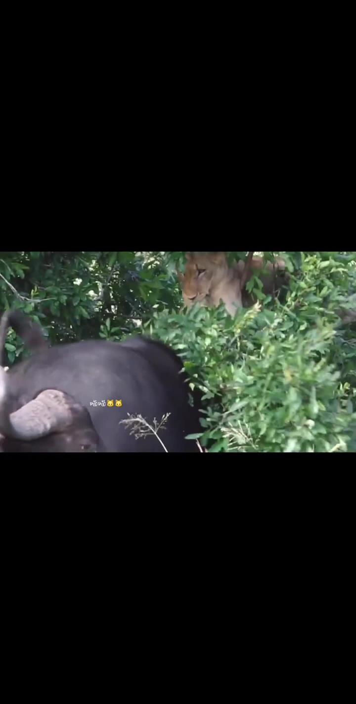 惊险对决展露锋芒,古巴选手夺冠广受赞誉 惊险对决展露锋芒,古巴选手夺冠广受赞誉